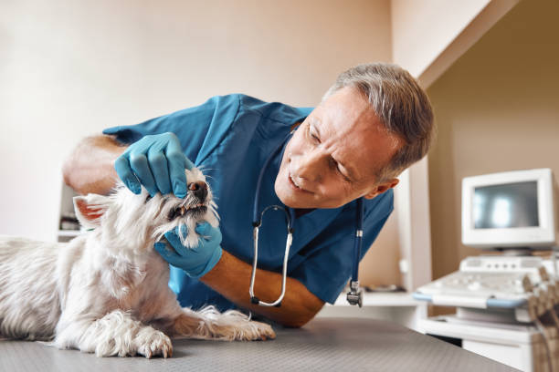Best Emergency Dental Care for Sports Injuries in Mount Morris, IL